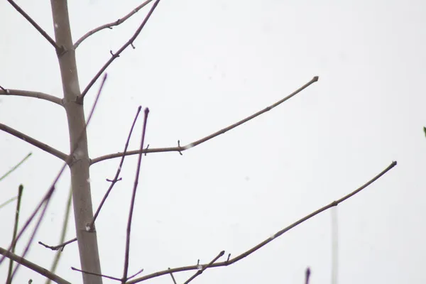 Chromatic aberration Chromatic aberration