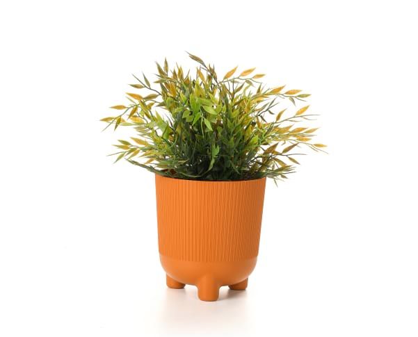  Plant in Orange Footed Pot