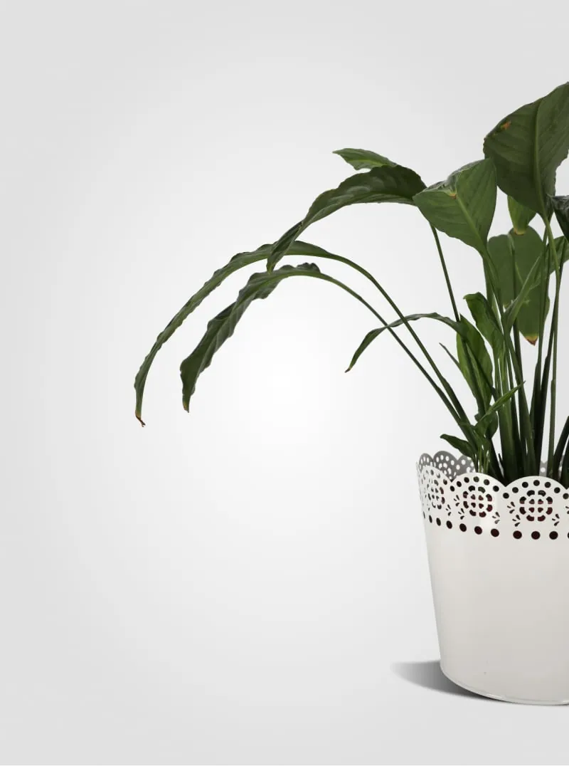 Product photo with correct white balance